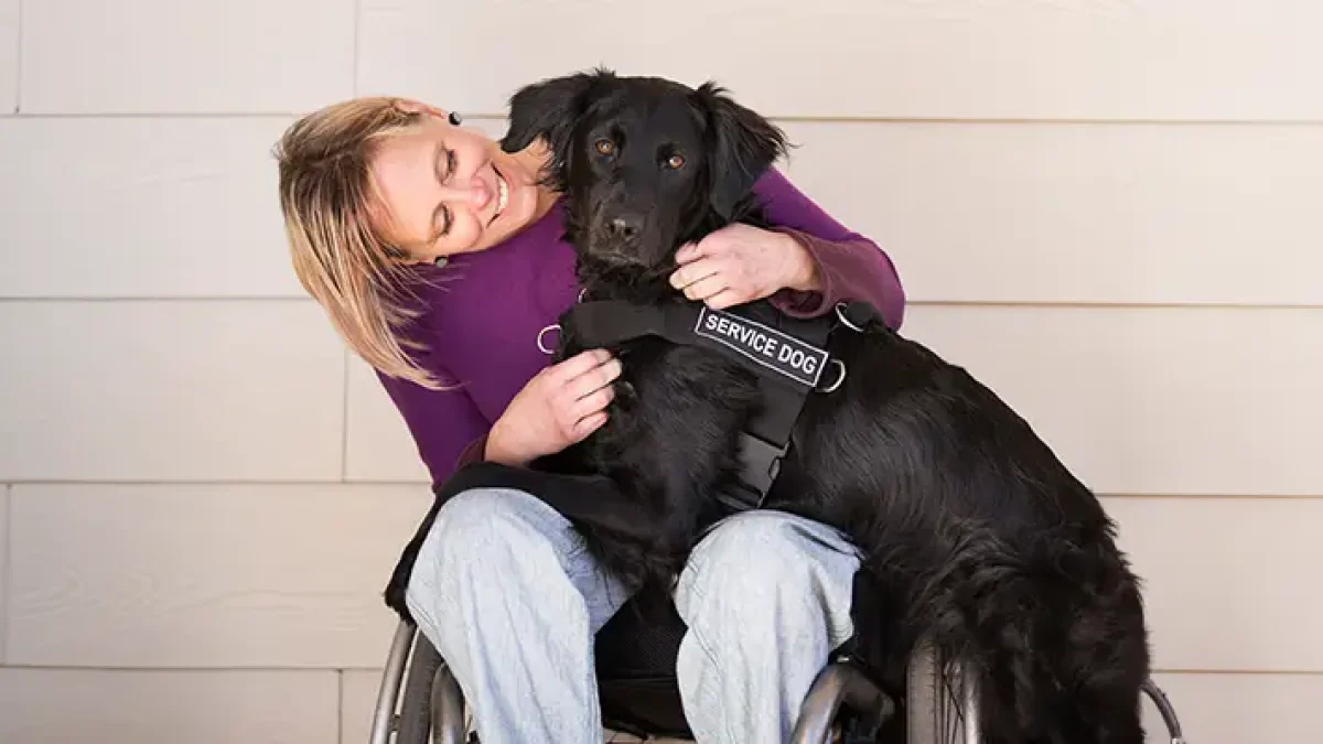 Dog Obedience training – A knowhow